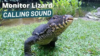 Monitor Lizard Calling Sound