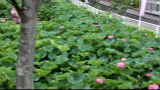 2009 07 03 高知県土佐市・蓮池公園にて（その１）