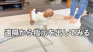 愛犬への遠隔からのコマンドの練習【トイプードルのサラ】