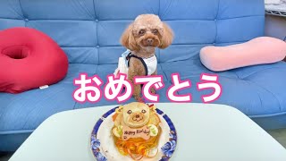 愛犬の3歳の誕生日！思わぬご馳走が...【トイプードルのサラ】