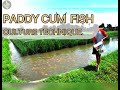 Paddy Cum Fish Culture: A Sustainable integrated Agricultural Approach.