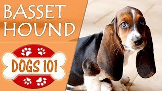 Dogs 101 - BASSET HOUND - Top Dog Facts About the BASSET HOUND