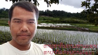 ຫາກິນກ່ອນຊິດຳນາ ຫາປາຄໍ່ກັ້ງແລະກະປູນາພີ່ນ້ອງ