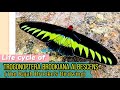 Butterfly lifecycle of Trogonoptera brookiana (The Rajah Brooke’s Birdwing)#RajahBrookesBirdwing#蝴蝶