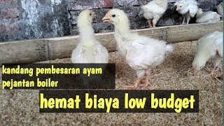 kandang ayam pejantan sederhana kapasitas 100 ekor