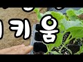 멜론 이렇게 심고 키우면 전문 농가처럼 크고 맛있는 멜론 수확해요.if you plant and raise a melon it s delicious.