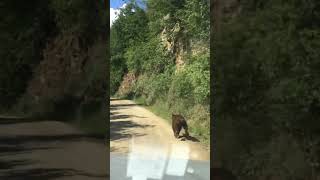 Karabük Yenice’de yola inen ayı