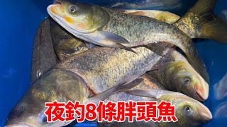 養雞石頭愛釣魚，跑28公里夜釣8條胖頭魚，又可以換零花錢了【石頭秀】