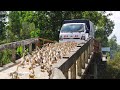 Duck _Đàn Vịt Đẻ Chạy Đồng Đi XeTải Qua Cầu-Ducks ride a truck.Thanh Hoai KG