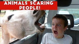 Funniest Animals Scaring People Reactions of 2018 Weekly Compilation | Funny Pet Videos
