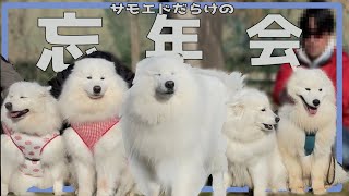 兄弟犬が集まって忘年会をしたら視界が一面モフモフ過ぎた