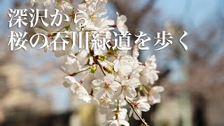 世田谷区深沢から桜の吞川緑道を歩く