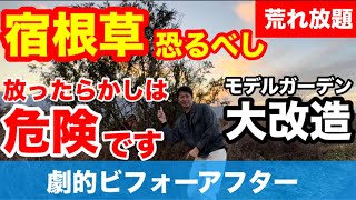 【宿根草恐るべし】匠の技で劇的ビフォーアフター‼︎モデルガーデンを大改造します‼︎437【カーメン君】【チューリップ】【球根】【宿根草】