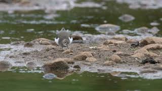 Common Sandpiper \