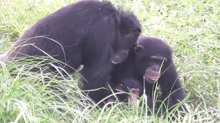 引き裂かれた親子　モモコとイブキ、フブキは・・ショートショート　多摩動物公園　チンパンジー　４K(Gorilla,Orautatan,Chimpanzee,Animal,Zoo)