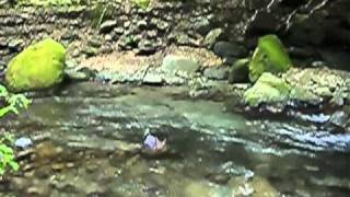 2010年06月17日「夏日に渓を走る」tenkara.com