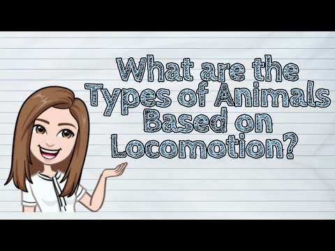 What is the Locomotory organ of bird?