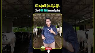 100 ఆవులతో రైతు సక్సెస్ స్టోరీ.. రోజుకి 400 లీటర్ల పాలు అమ్ముతున్న ! | #DairyFarm #KiranTvRythu