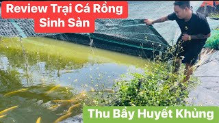 Review Trại Cá Rồng Sinh Sản | Thu Bầy Huyết Khủng