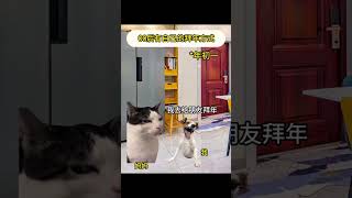 #猫meme #cat #猫meme小剧场 #猫meme剧场