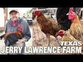 Jerry Lawrence JBL FARM Texas - Beautiful Birds Farm Visit