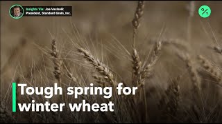 Winter wheat faces tough growing season