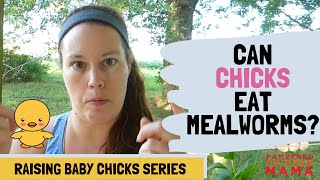 Can Baby Chicks Eat Mealworms?