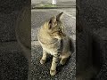 寄ってきてくれた地域猫にご挨拶したら…… shorts