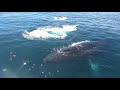 lucky whale watchers have magical humpback encounter off irish coast