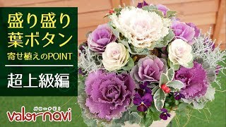 お正月にぴったり! 盛り盛り葉ボタン寄植え-超上級編-