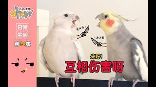 沙雕鹦鹉兄弟今天又为一点小事干起架来了！玄凤鹦鹉Cockatiel