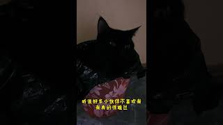 跳跳是只矮腳貓：起名字就靠大家了 #家有萌寵 #cat #shorts