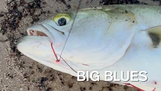 Shore Fishing for BLUEFISH: from Sunset to Midnight 🌅🎣