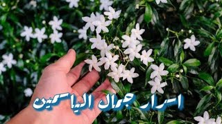 طريقه زراعه الياسمين البلدى والعنايه به