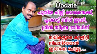 പുതിയ ചില്ലി മൊസൈക്ക്,പ്ലക്കാട്ട് ബിഗ് ഇയർ അപ്ഡേറ്റ്, ഗപ്പികളുടെ ക്വാളിറ്റി ഇങ്ങനെ നിലനിർത്താം/guppy