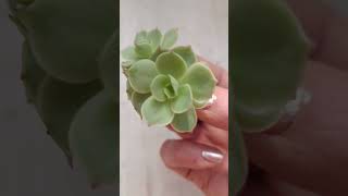 Echeveria sukulent çoğaltma #succulent #succulentpropagation #echeveria