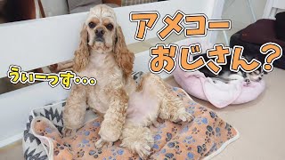 アメコーおじさん？　🐶ひみつきちなう！#2🐶  (チワワ アメリカンコッカースパニエル ミニチュアダックス トイプードル) 2021年1月29日