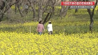 四万十市入田の河川敷　1000万本の菜の花が見ごろ　【高知】 (22/03/08 19:49)