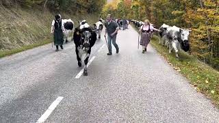 Transhumance de nos belles Vosgiennes