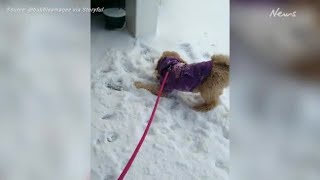 Playful pup ecstatic about early snowfall