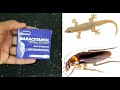 MAGIC PARACETAMOL ||  How To Get Rid of  COCKROACH And LIZARD Permanently In a Natural Way |