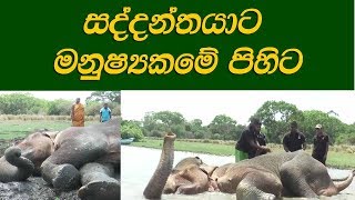 වෙඩි වැදුණු  සද්දන්තයාට මනුෂ්‍ය කමේ පිහිට - The wounded wild elephant !