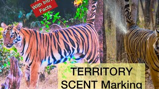 Tiger Marking TERRITORY | Territory Marking by scent Spray Urine N other way with some Facts #Shorts