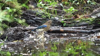 河口湖フィールドセンターのキビタキ（若鳥）とオオルリ（雄・幼鳥）その５（4K60P動画）