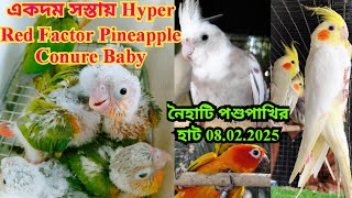 ।।Pineapple Conure Hand Tame Collection।।Naihati Pet Market✨।।Price of Conure,Lovebird, Cockatiel।।