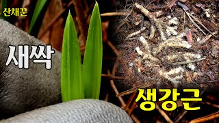 새싹(신아)와 생강근 덩어리를 찾아나선 밭자리 산행