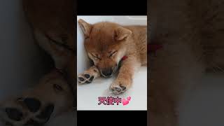 ちっちゃな柴犬くるみちゃん　お昼寝でいびきをかく