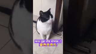 ओ मी काय काय संभाळू मुल संभाळू काय तुमचे आईवडील संभाळू😂 #काऊ #socute #funnycat #ytshort #viral #like