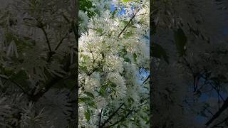 소복히 흰쌀밥을 얹은듯~ 이팝나무 꽃송이예요 #Fringe tree #Chionanthus retusa(하얀눈꽃)