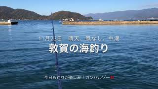 [小学生]  敦賀の堤防で何が釣れる⁈